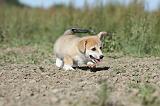 CORGI PEMBROKE 743